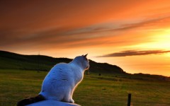 Desktop wallpaper. Cats. ID:42038