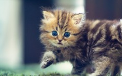 Desktop wallpaper. Cats. ID:42039