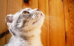 Desktop wallpaper. Cats. ID:42040