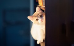 Desktop wallpaper. Cats. ID:42041