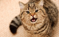 Desktop wallpaper. Cats. ID:42042