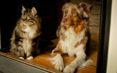 Desktop wallpaper. Cats. ID:42043