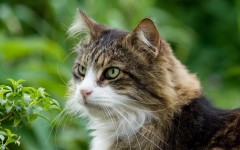 Desktop wallpaper. Cats. ID:42044