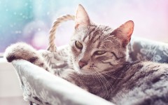 Desktop wallpaper. Cats. ID:42045