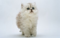Desktop wallpaper. Cats. ID:42046