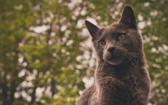 Desktop wallpaper. Cats. ID:42047