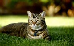 Desktop wallpaper. Cats. ID:42048