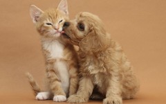 Desktop wallpaper. Cats. ID:42049