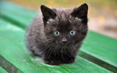 Desktop wallpaper. Cats. ID:42050