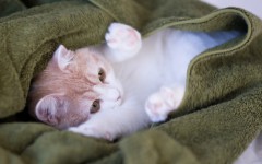 Desktop wallpaper. Cats. ID:42051