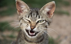 Desktop wallpaper. Cats. ID:42052