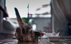 Desktop wallpaper. Cats. ID:42053