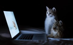 Desktop wallpaper. Cats. ID:42055