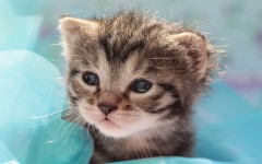 Desktop wallpaper. Cats. ID:42056