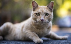 Desktop wallpaper. Cats. ID:42059