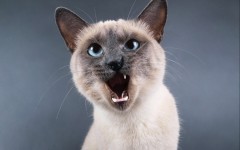 Desktop wallpaper. Cats. ID:42060