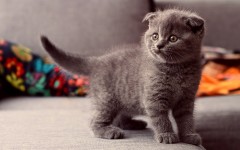 Desktop wallpaper. Cats. ID:42061