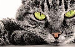 Desktop wallpaper. Cats. ID:42062
