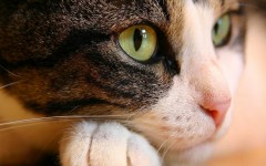 Desktop wallpaper. Cats. ID:42063