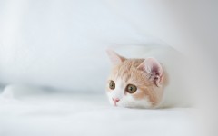 Desktop wallpaper. Cats. ID:42064