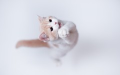 Desktop wallpaper. Cats. ID:42066