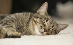 Desktop wallpaper. Cats. ID:42067