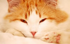Desktop wallpaper. Cats. ID:42068