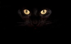 Desktop wallpaper. Cats. ID:42069