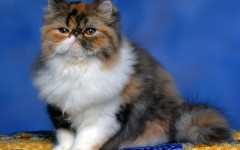 Desktop wallpaper. Cats. ID:42070