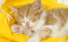 Desktop wallpaper. Cats. ID:42071