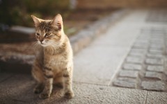 Desktop wallpaper. Cats. ID:42072