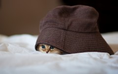 Desktop wallpaper. Cats. ID:42074
