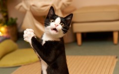 Desktop wallpaper. Cats. ID:42075