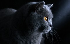Desktop wallpaper. Cats. ID:42077
