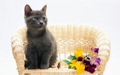 Desktop wallpaper. Cats. ID:42078