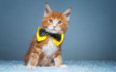 Desktop wallpaper. Cats. ID:42079