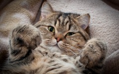 Desktop wallpaper. Cats. ID:42080