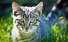 Desktop wallpaper. Cats. ID:42081