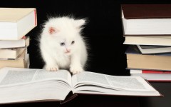 Desktop wallpaper. Cats. ID:42083