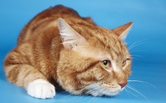 Desktop wallpaper. Cats. ID:42098