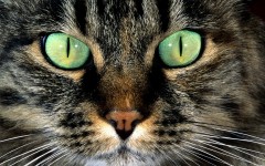 Desktop wallpaper. Cats. ID:42099