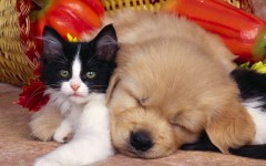 Desktop image. Cats. ID:42122