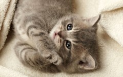 Desktop image. Cats. ID:42123
