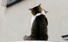 Desktop image. Cats. ID:42124