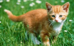 Desktop wallpaper. Cats. ID:42132