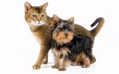 Desktop wallpaper. Cats. ID:42141