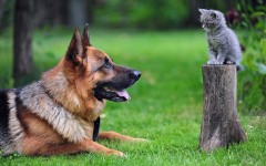 Desktop wallpaper. Cats. ID:42142