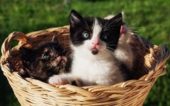 Desktop wallpaper. Cats. ID:42144