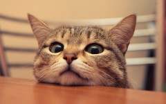 Desktop wallpaper. Cats. ID:42145