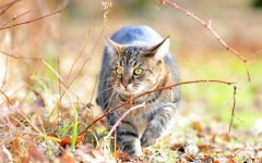 Desktop wallpaper. Cats. ID:42146